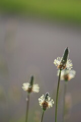
道端に咲く野花