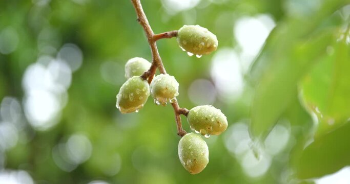 Dripping with (Spondias pinnata (L.f.) Kurz) ( Hog plum ) Hog plum growing