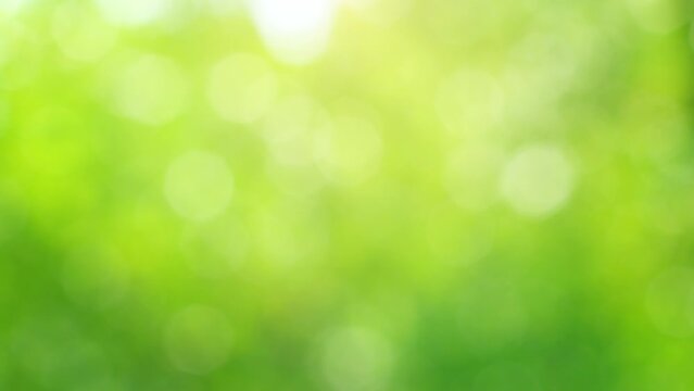 Beauty in Nature. Beautiful blurry green vibrant bokeh nature background. 4K Sunlight shining through the leaves of trees. Abstract summertime and springtime background. Ecology Environment background
