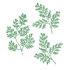 ヒノキの葉　カラー