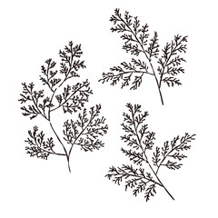 ヒノキの葉　モノクロ線画