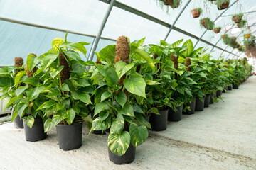 Golden Pothos Epipremnum aureum in nursery or floral shop to grow in flower pot along with moss...