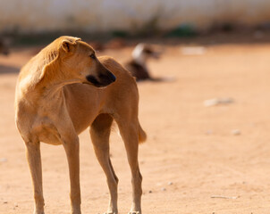 Closeup shot of a Whippet dog outdoors in the park under the sunlight