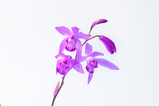 紫蘭 Images – Browse 729 Stock Photos, Vectors, and Video | Adobe