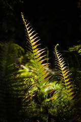 Sunlit fern in the forest