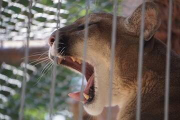 Naklejka premium Yawning Zoo Mountain Lion