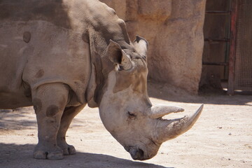 Zoo Rhinoceros with unique horn. 