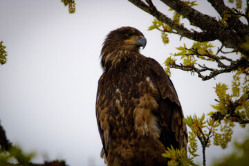 Eagle in a Tree