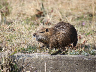 濡れた体を乾かすヌートリア