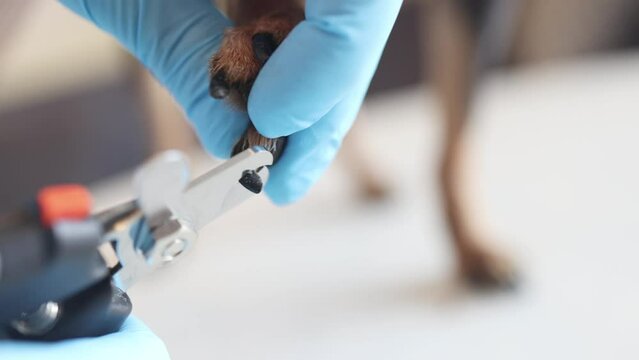 Veterinarian specialist holding small dog, process of cutting dog claw nails of a small breed dog with a nail clipper tool, close up view of dog's paw, trimming pet dog nails manicure
