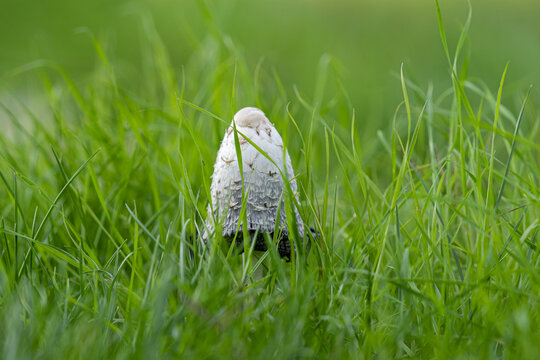 Soft focus of a shaggy ink cap mushrooms growing at a grassy field