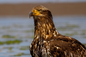 juvenile bald eagle