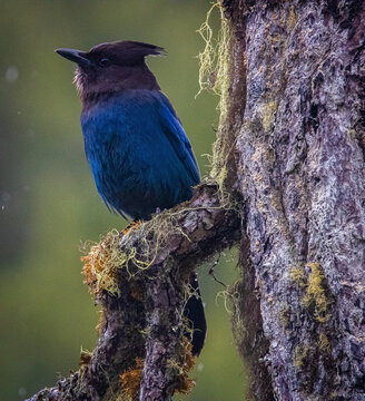 Stellar Jay On Branch