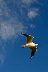 seagull in the sky