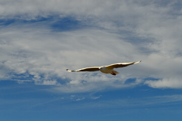 seagull in flight