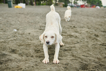 white dog stretching out on black sand