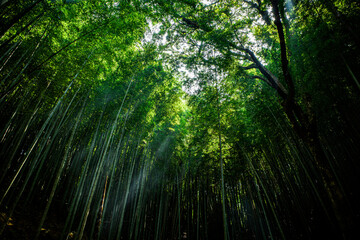 木漏れ日の竹林