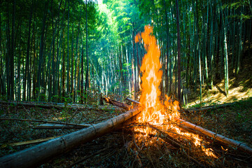 竹林整備の竹を燃やす焚き火 - obrazy, fototapety, plakaty