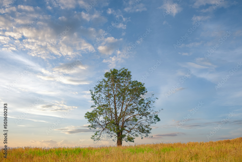 Wall mural tree growth in grass land and copy space