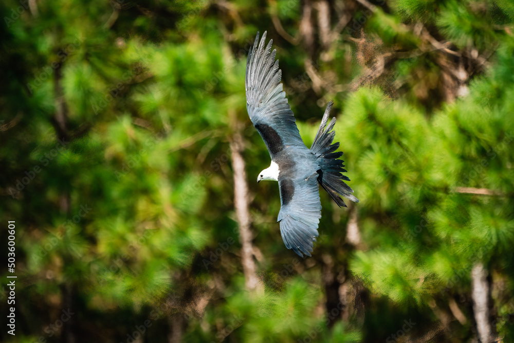 Poster shallow focus of a black swallow tailed kite making a turn in the forrest with a blurred background