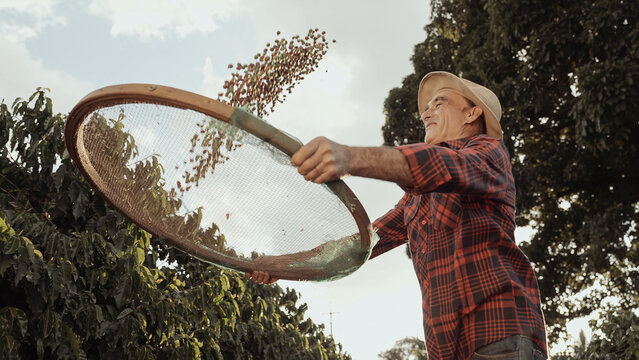 Latin farmer working in the coffee harvest on a sunny day in the field, sifting coffee beans.