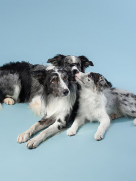 Three Identical Dogs Together. Blue Marble On A Blue Background. Border Collie Family In Studio 