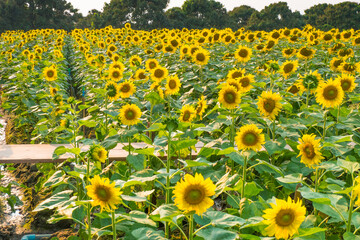 Sunflower agriculture field on a sunny day.