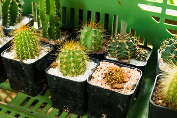 Cactus in pot at garden.