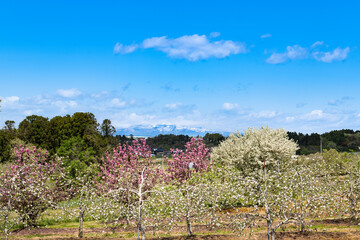 日本の果樹園　満開のリンゴの花と栗駒山