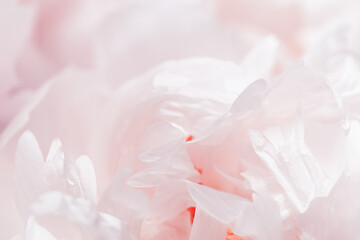 Close up white peony flower, blur macro petals pastel pink color, beauty in nature, natural flowery...