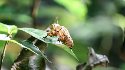 Beautiful macro insects molt cicadas on trees in nature. Cicada insects on a natural green background Cicadas transform into adult insects.