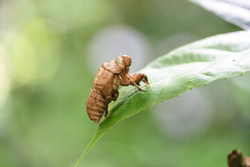 Beautiful macro insects molt cicadas on trees in nature. Cicada insects on a natural green background Cicadas transform into adult insects.