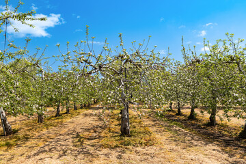 Fototapeta na wymiar 日本の果樹園　リンゴの花