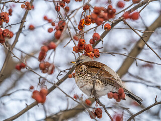 Fieldfare sitting on the bush and feeding on wild red apples in winter or early spring time.