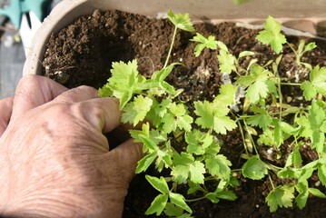 Japanese hornwort (Mitsuba) cultivation in vegetable garden. Germination and growth. Apiaceae...