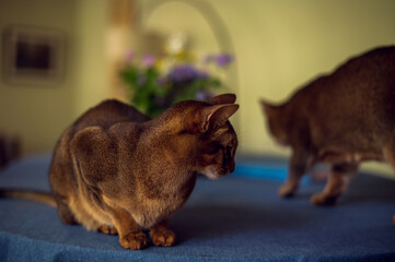 An Abyssinian cat sitting on a table