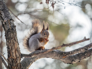 The squirrel with nut sits on tree in the winter or late autumn