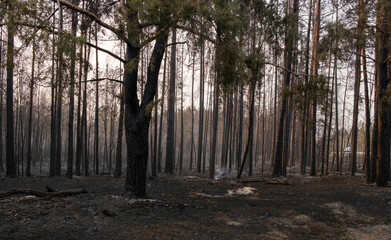 black charred trees. aftermath of a forest fire