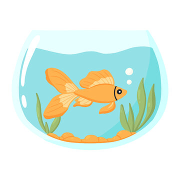 recommend clip art: Goldfish in an aquarium. Vector illustration . Domestic fish in a round aquarium. Aquarium with algae.