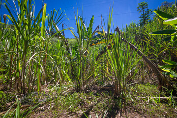 Piles of stalks from sugarcane plantations