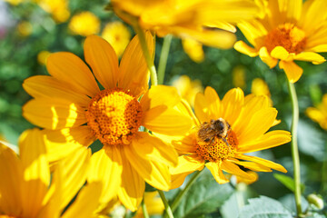 Bee fly near flower. Allergy insect macro video. Green grass. Bumblebee garden action. Beautiful blossom and organic fur flight. Ecology life concept. Honeybee worker eating