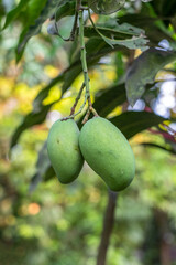 Fresh raw mangoes hanging on the tree inside of an agricultural farm