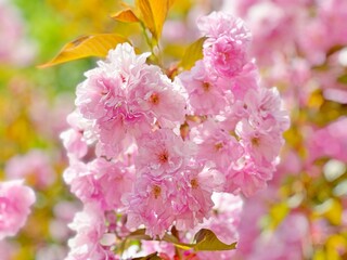 Pink cherry blossom in spring garden. Beautiful flowering sakura branch.
