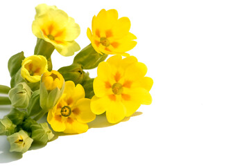 Blooming tender yellow spring primula on an isolated white background.Flower composition for congratulations on the occasion.