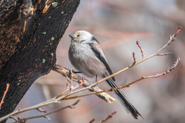 European long-tailed tit, latin name Aegithalos caudatus. A bird sitting on a branch in a deciduous forest.