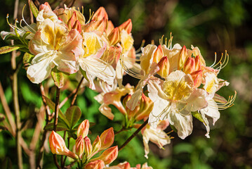 Large yellow flowers of honeysuckle or azalea luteum aka blue honeysuckle bush