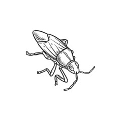 boxelder bug hand drawn illustration