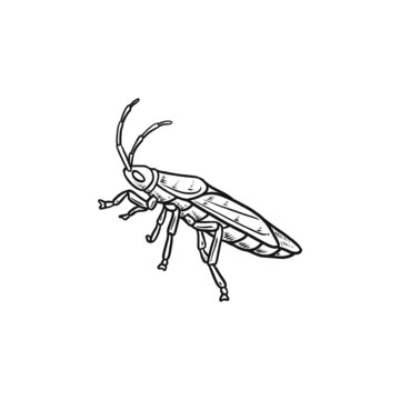boxelder bug hand drawn illustration
