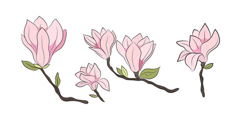 Magnolia 5 flowers, set drawn by lines with color. Isolated bud on a branch. For invitations and postcards