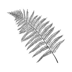 Large fern leaf realistic, line art. Herbs and plants of the forest. Tropical textures